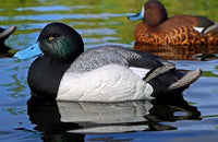 Dakota Xtreme Bluebill Decoys